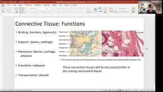 Connective Tissue