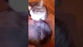 Что делать когда тебе лень мыть голову.