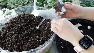 How to increase the volume of a glass for grown violet babies?