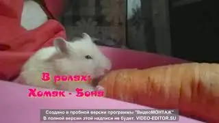 Фильм про хомяка Боню