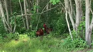 Attacks from all sides