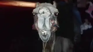 Experience lang para sumakay ng Camel