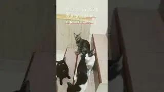 #cat