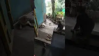 Dogs are playing while cats are watching. #shortsvideo #cat #dogs
