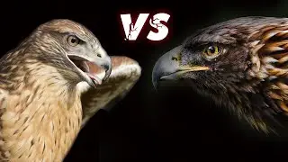 EAGLE vs. HAWK! WHO IS STRONGER?