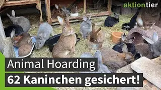 Animal Hoarding: 62 Kaninchen auf 6 Quadratmetern