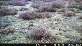 Fototrampeo lobo Alecrín Si parpadean se lo van a perder