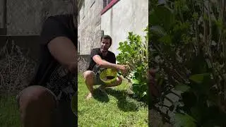 CÓMO REUTILIZAR CAFÉ EN PLANTAS