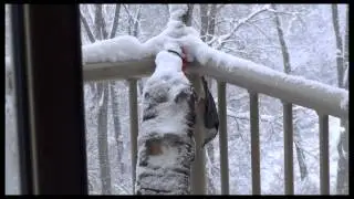 nuthatches in winter storm