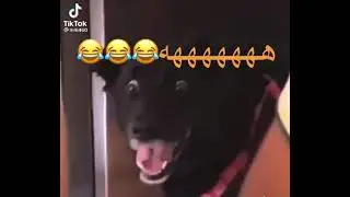 Самый смешной видео в Тик Токе Реакция собака 🤣