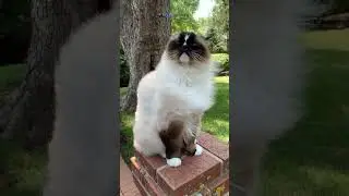 Cat to Kitten in Seconds! 🤯