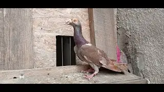 новичок в голубятне
