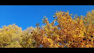 Осенняя прогулка в парке. Бесплатное лекарство для психики и тела.