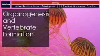 Organogenesis and Vertebrate Formation | Animal Reproduction and Development