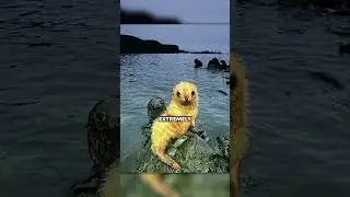 When you find a rare blonde fur seal pup 🐶