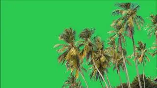 Tree green screen video, Green screen tree, tree green screen effect kinemaster, P-30