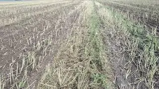 Лущение стерни рапса