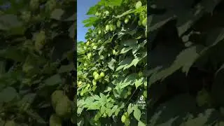 Хмель.