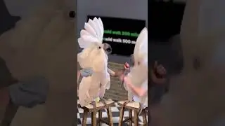 Cockaroke 🎤🐦