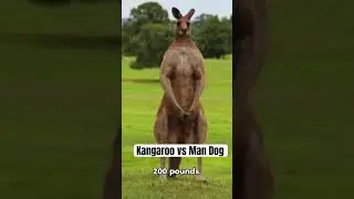 Kangaroo Fights Man Dog #kangaroofight #kangaroo #fighting #fighthighlights #animalshort #marlonladd