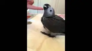 Птенец жако Маруся
