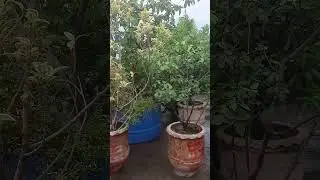 My beautiful plants🌲 #youtubeshorts #viralvideo