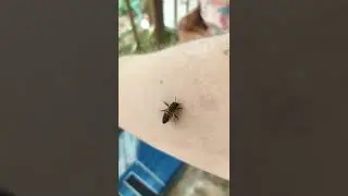 По руке Илича гуляет ручная пчела
