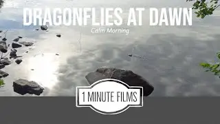 Dragonflies At Dawn ~ 1 Minute Films