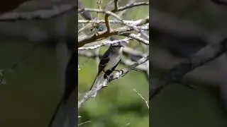 Is that a mocking bird? 