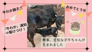 生まれました！牛わかの通知を受けて、農家さんが駆けつけ！無事、元気な子牛ちゃんが生まれました～！😉💕✨
