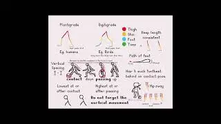 Walk Cycle Tutorial - Bipeds 