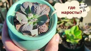 Where did the growths disappear from the echeveria?