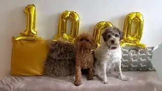 1000 Abonnenten Special // Hundekanal