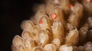 The Secrets of Mass Coral Spawning