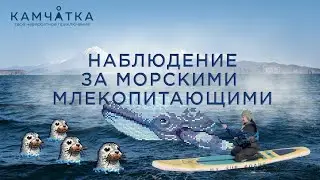 Уровень 7 Наблюдение за морскими млекопитающими