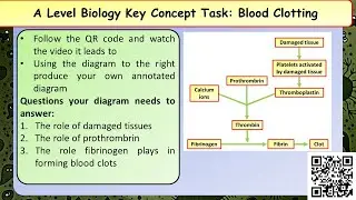 A Level Biology Blood Clotting revision