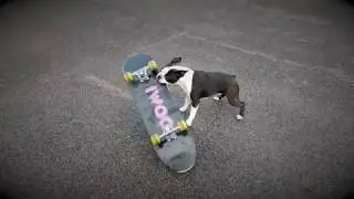 SKATEBOARDING DOG 4