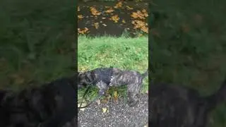 Crash
