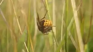 Hornet eats a bumblebee