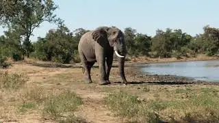 Elephant Approaching and Guide's Comments during Bush Breakfast