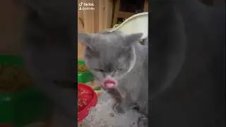 Коця с человеческим ртом