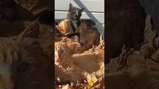 Наши котики...