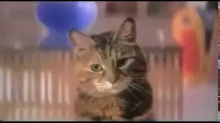 Cat Meme - Eletric Furs - FUNNY MEMES