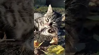 Cats Are Everywhere #cutecat #cuteshorts #catshorts #dailydose