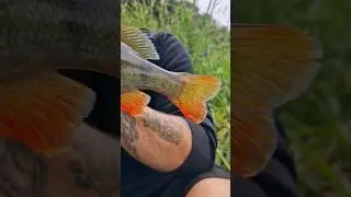 #perch #fishing #handmade #lure #youtube #shorts #youtubeshorts