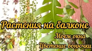 plants on the balcony