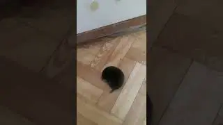 КОТ И КРОТ часть 3