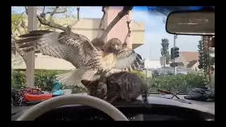Kitty saved by the windshield