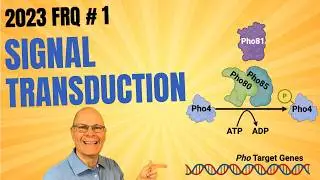 2023 FRQ 1 Revealed! Signal Transduction