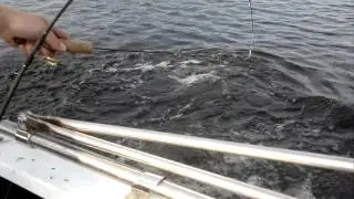Щука на дорожку рыбалка на оз. Вуокса